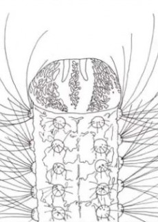 METAMORPHOSE